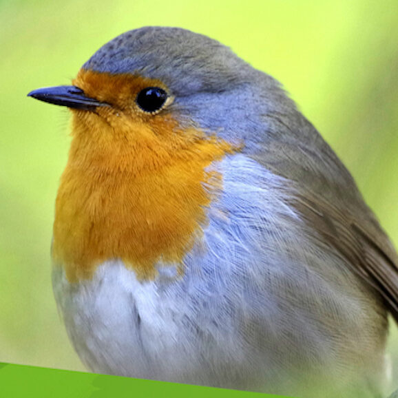 Reconnaitre les oiseaux des jardins en ballade avec la LPO