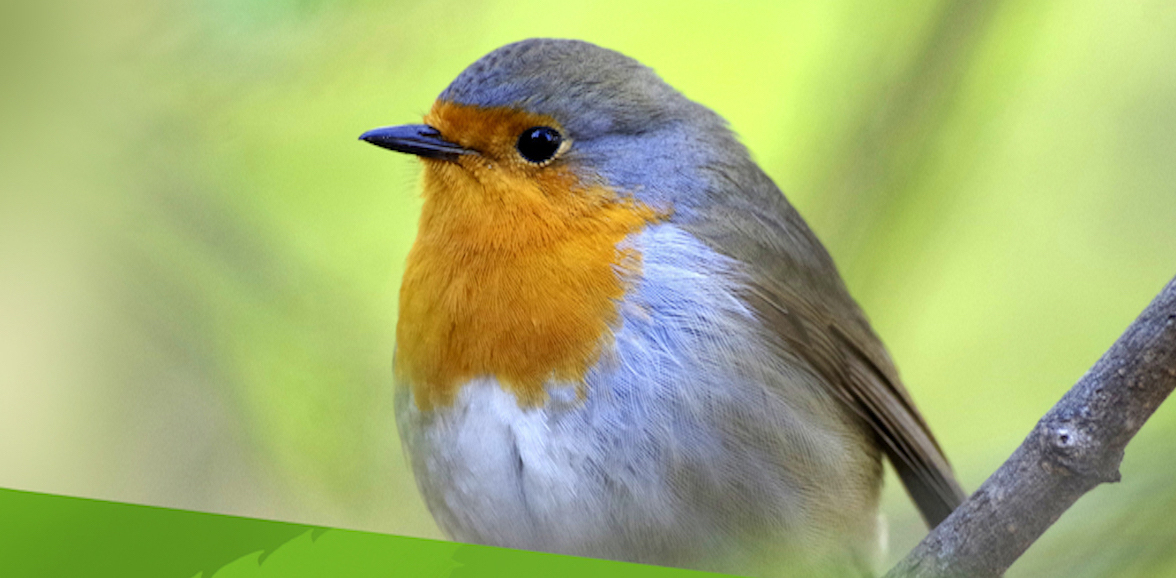 Conférence - Biodiversité Refuges LPO | Festival de l'écologie