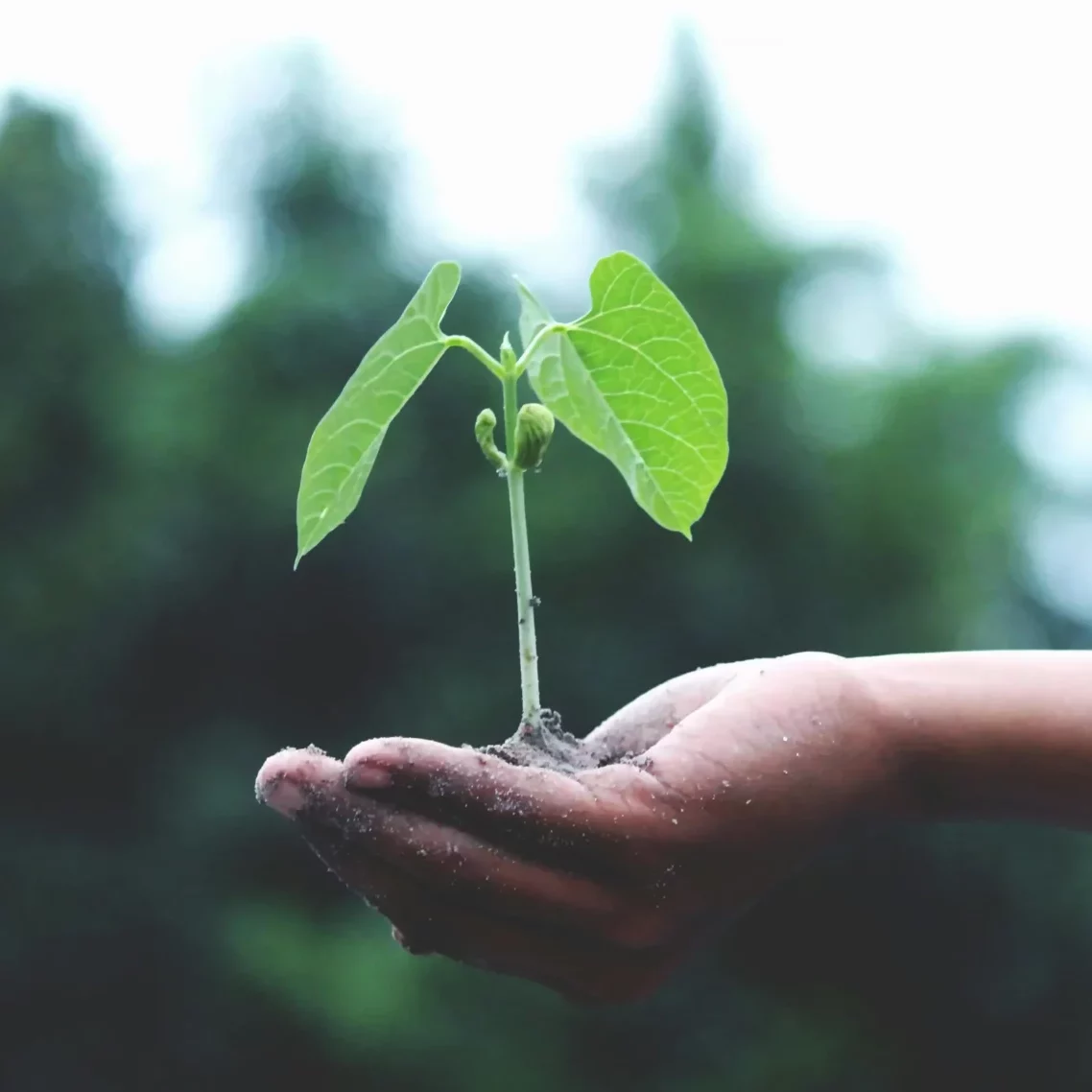 Troc tes plantes et tes graines