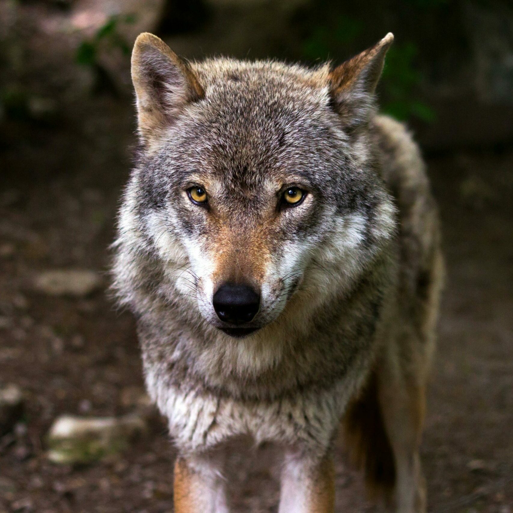 Conférence "Entre chien et loup"